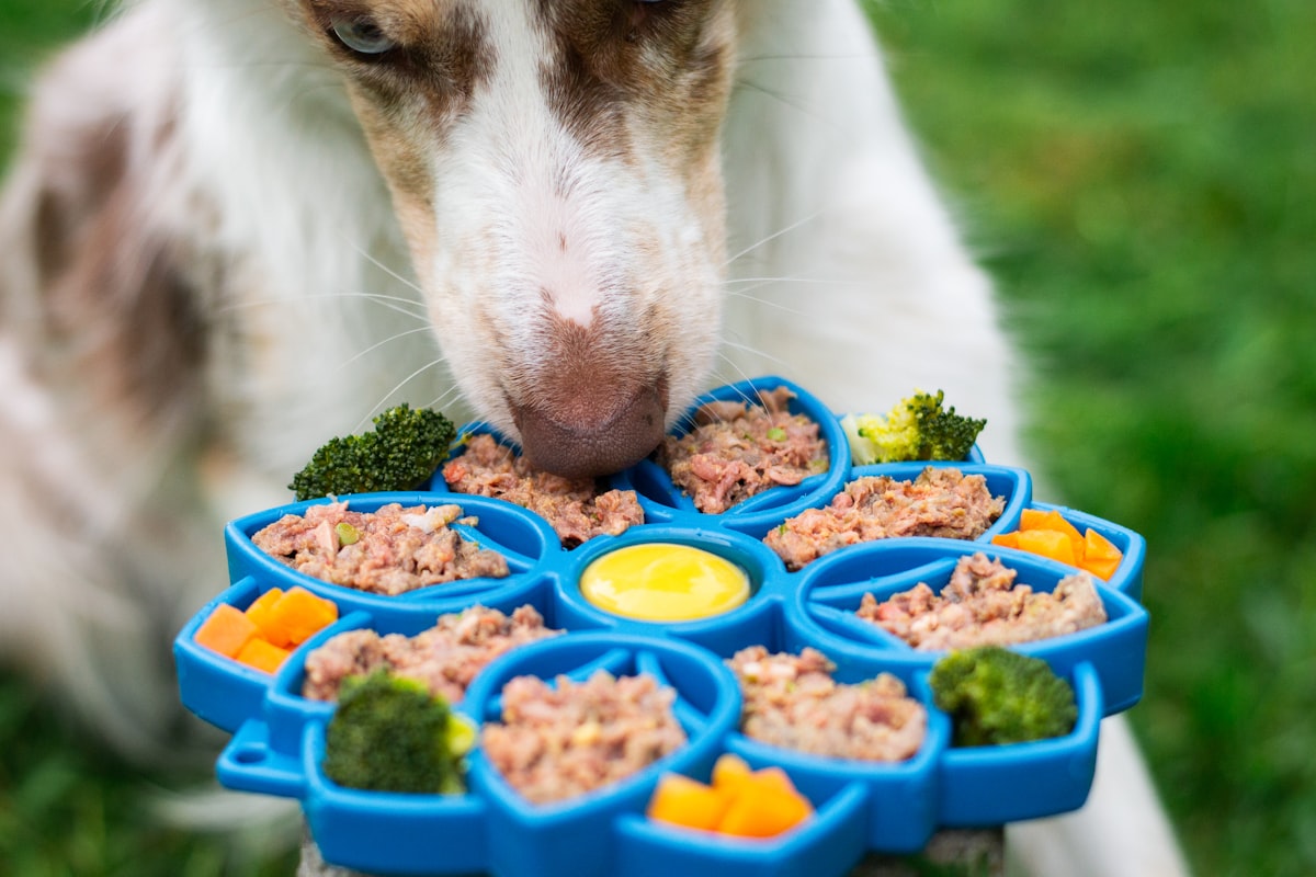 Enrichment & Feeding — dog enjoying an interactive feeding dish