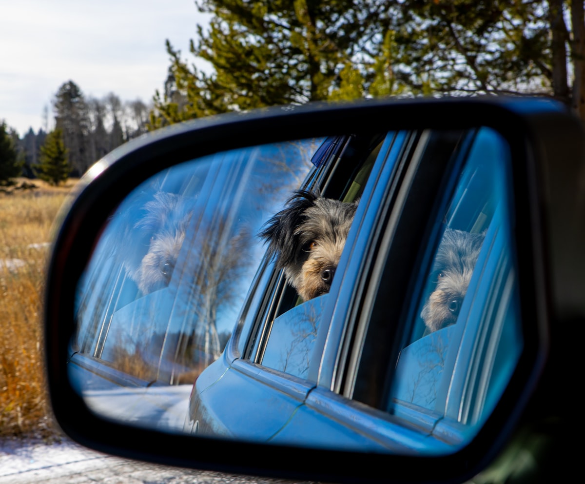 Travel & Comfort — dog looking out a car window