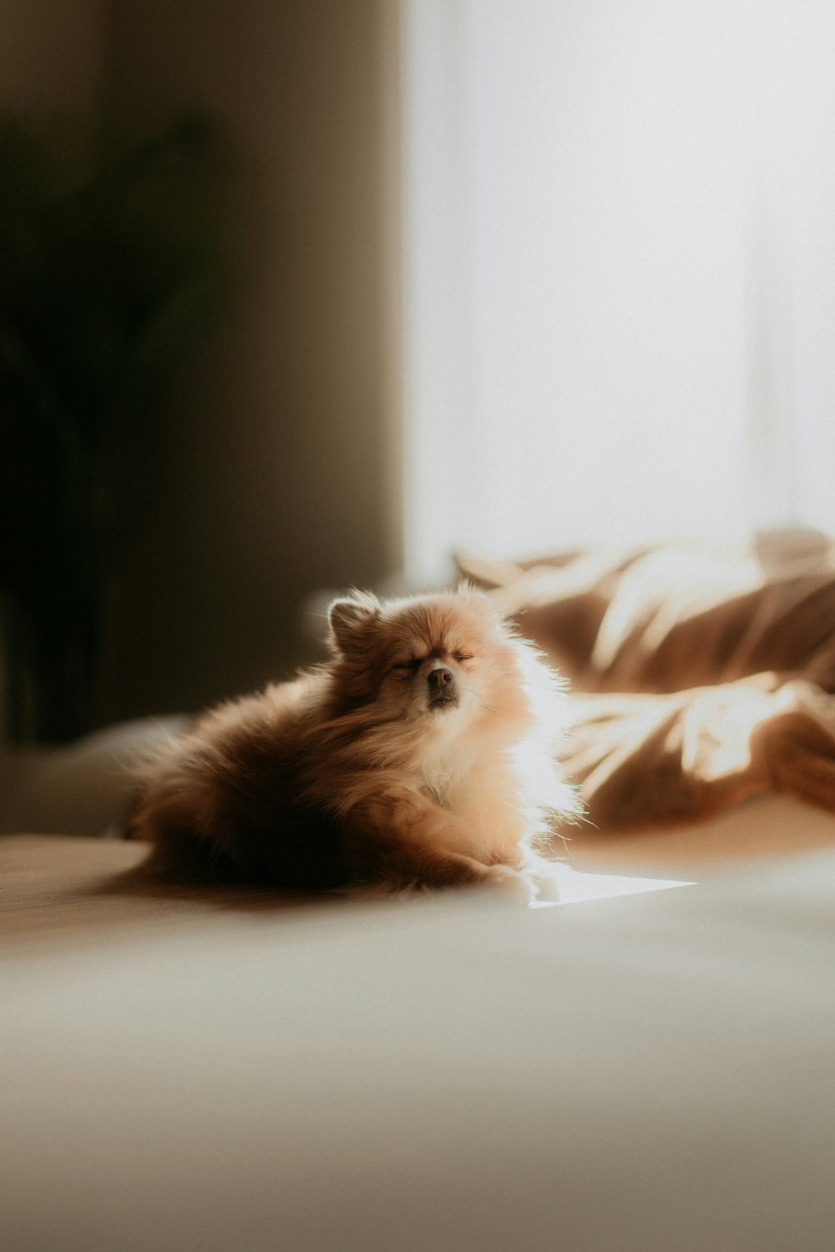 Golden dog resting calmly in warm sunlight