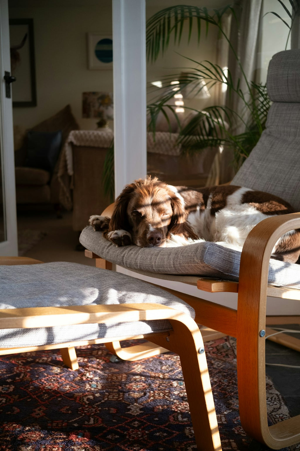 Calming Starter Kit — relaxed dog resting comfortably at home
